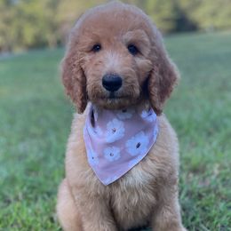 Adalee - Goldendoodle puppy in Chesnee, South Carolina from Pampered Paws Unlimited
