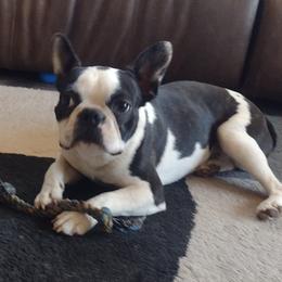 Riggs - Boston Terrier