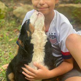 Bernese Mountain Dog Puppies from Joan Rogers