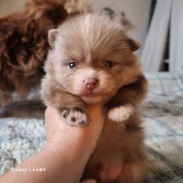 Guinness - 3,500 dollars - Chocolate merle male Pomeranian puppy in Amelia, Ohio from Boujee Puff Poms