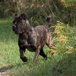 Trigger - Cane Corso