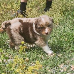 Bootcut - Red merle male Australian Shepherd puppy in Bumpass, Virginia from Glitterati Australian Shepherds