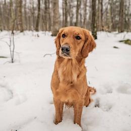Rory - Golden Retriever