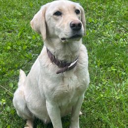 Remi - Labrador Retriever
