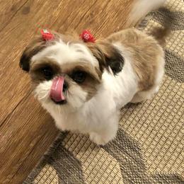 Shih Tzu Puppies from Willow Lane Shih Tzus