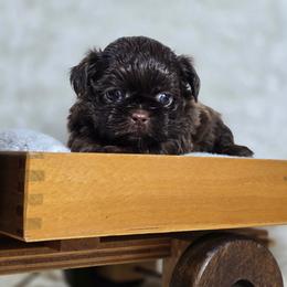 Bolt - Brindle male Shih Tzu puppy in Hialeah, Florida from Jolie glz