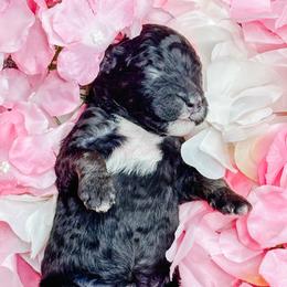 Girl 4 - Phantom female Bernedoodle puppy in Otisville, Michigan from Danie’s Darling Doodles LLC