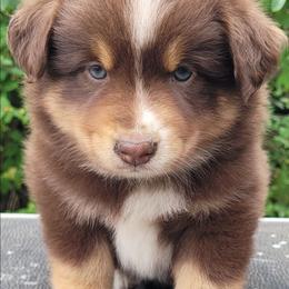 Red Tri Male A - Red tri male Miniature Australian Shepherd puppy in Shelby, Michigan from Caprine Acres