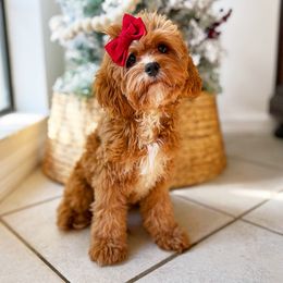 Phoebe - Cavapoo