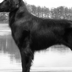 Flat-Coated Retrievers from Paul Jonas