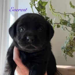 Everest - Black female Labrador Retriever puppy in Tomahawk, Wisconsin from Mahner Labs