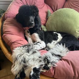 Goldendoodle and Poodle All Grown Up from Mother of Doodles