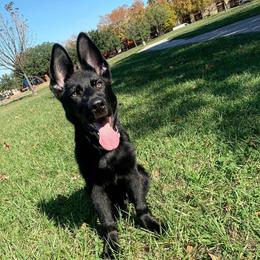German Shepherds from Big House Kennels