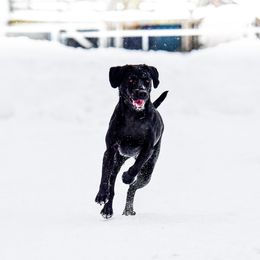 Labrador Retriever All Grown Up from Purpose Bred Labrador Retrievers