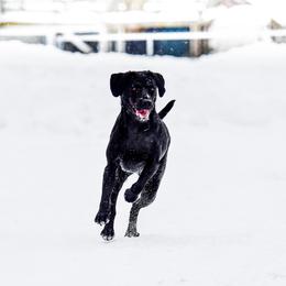 Labrador Retriever All Grown Up from Purpose Bred Labrador Retrievers