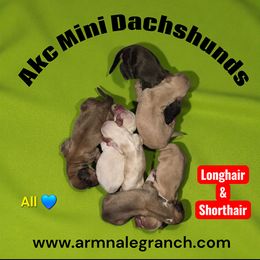 Dachshund and Pembroke Welsh Corgi Puppies from ArmnalegRanch