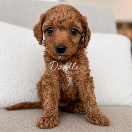 Rio - Red  male Goldendoodle puppy in Gilbert, Arizona from Doodle Bliss