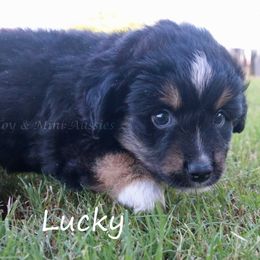 Lucky - Black tri male Miniature American Shepherd puppy in Godley, Texas from Flying H Toy and Mini Aussies