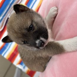 Kali - Sesame female Shiba Inu puppy in Elizabeth, New Jersey from Shiba Inu Loving Care