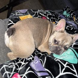 Girl 1 - Fawn female French Bulldog puppy in Bakersfield, California from Dreaming of Dachshunds