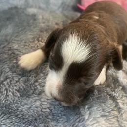 RWF - Red tri-color female Aussiedoodle puppy in Bee Branch, Arkansas from Scroggins Creek Doodles