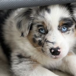 Purple collar - Blue merle Miniature Australian Shepherd puppy in Visalia, California from Furrever.Mini.Aussies.llc