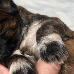 Shih Tzus from Sunshine Shih Tzus