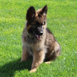 German Shepherd Puppies from vom Haus am Lerchenweg