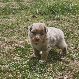 Khaki - Red merle male Australian Shepherd puppy in Bumpass, Virginia from Glitterati Australian Shepherds