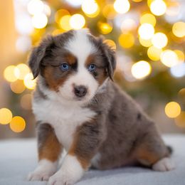Gnome - Blue merle male Miniature American Shepherd puppy in Niles, Michigan from Impression Dogs