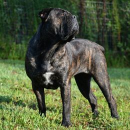 Meana - Cane Corso