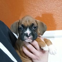 Hannah - Fawn female Boxer puppy in Cannon Falls, Minnesota from Pattys Boxers and Bulldogs