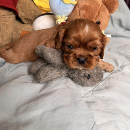 Cavalier King Charles Spaniel and Cavapoo Puppies from Unicorn Tears and Cavaliers