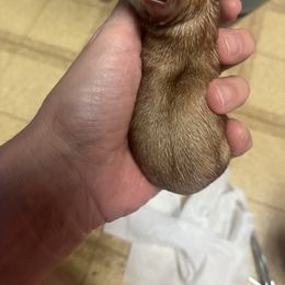 Chihuahua Puppies from Tammy's Chihuahuas