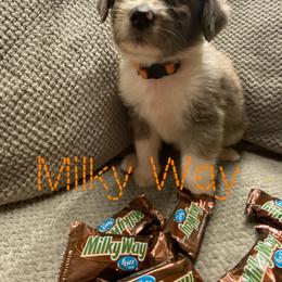 Aussiedoodle and Australian Shepherd Puppies from Rainbow Ranch