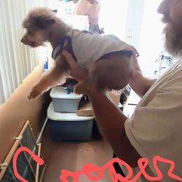 Cooper - Yorkshire Terrier