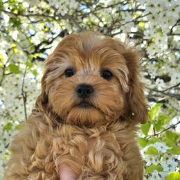 Bailey - Red female Cavapoo puppy in Erda, Utah from Country Lane Doodles