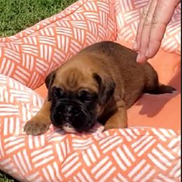 Boxer Puppies from Elevated Boxers