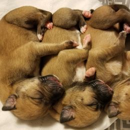 Whippet Puppies from Jamminwhippets