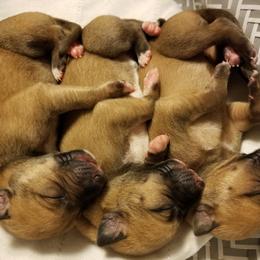 Whippet Puppies from Jamminwhippets