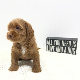Wallace - Caramel male Australian Labradoodle puppy in Avon, Indiana from Forever Friends Labradoodles