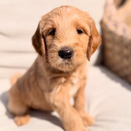 Penn - Apricot female Goldendoodle puppy in Silverdale, Washington from King Family Doodles