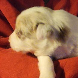 Boy 1 - Border Collie puppy in Chino Valley, Arizona from Dog Pond Border Collies