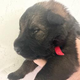 Claudette - Sable female German Shepherd puppy in Winterport, Maine from Vom Stevens Old Fashioned German Shepherds