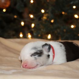 Spud - Black and tan male Pembroke Welsh Corgi puppy in Leonard, Texas from Southern Rose Corgis