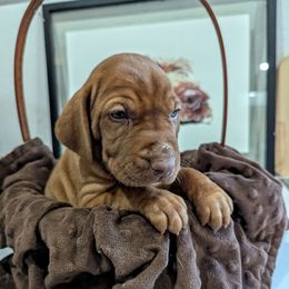 Boy 3 - Golden rust male Wirehaired Vizsla puppy in Talihina, Oklahoma from Buffalo Creek Kennel