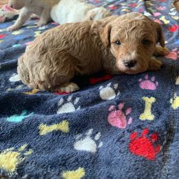 Nico - Apricot male Poodle puppy in Haddam, Kansas from Golden B Acres