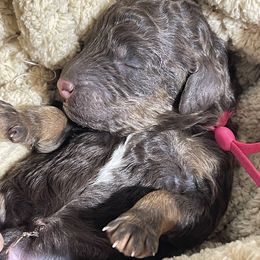 Poodle Puppies from Ladybug Poodles