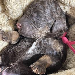 Poodle Puppies from Ladybug Poodles