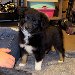 Clarabelle - Black tri female Miniature Australian Shepherd puppy in Liberty, Mississippi from Liberty Oaks Aussies and Dachshunds